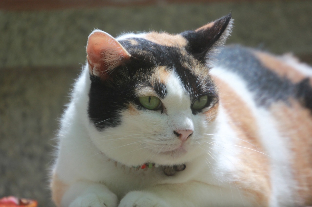 猫咪的诗意小窝，花猫的秘密乐园