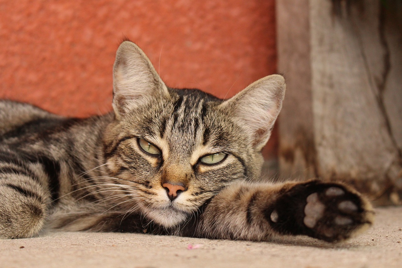 猫头鹰家里来了只猫