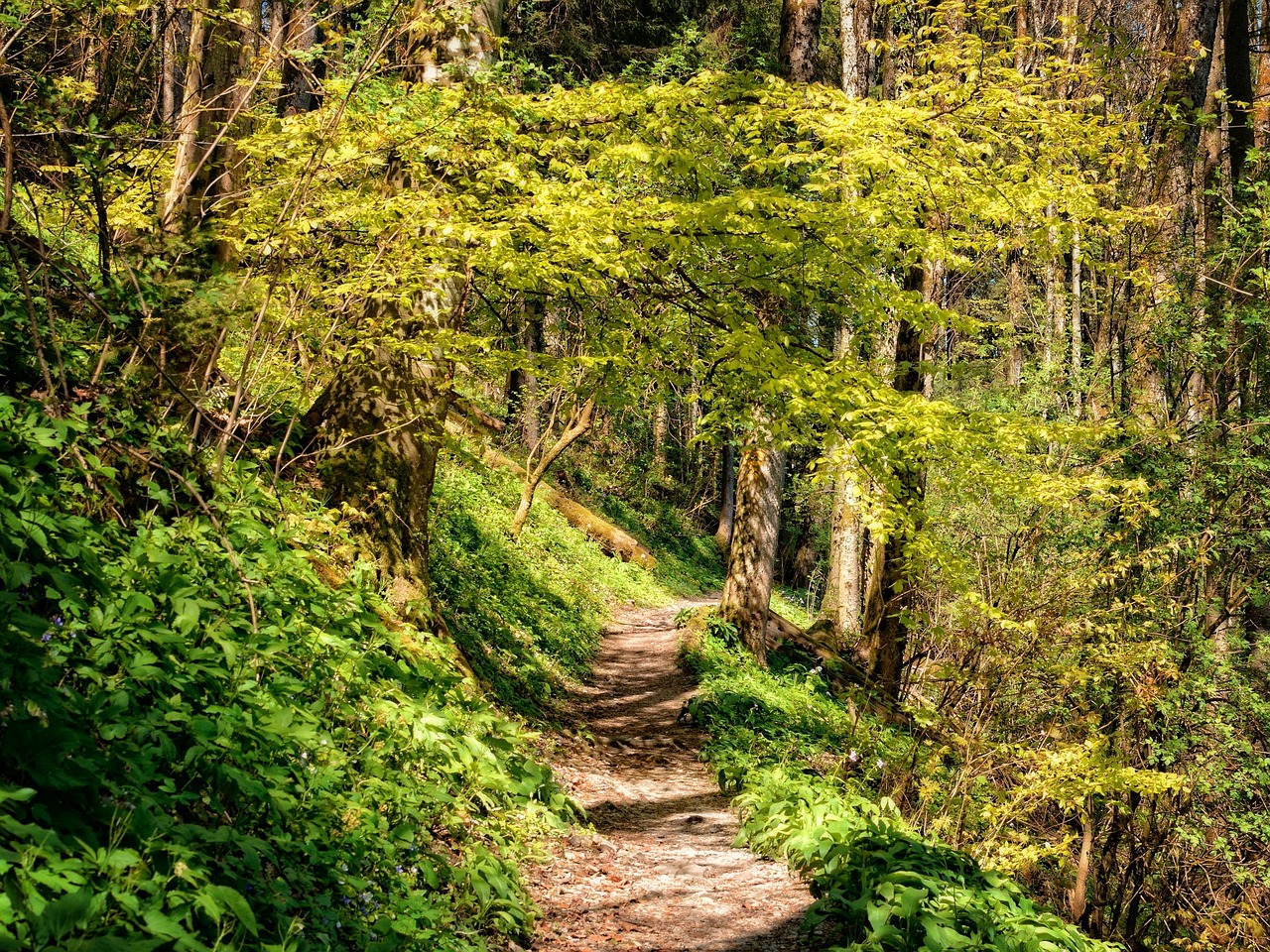 河源旅游景点大全介绍，探索广东的绿色瑰宝