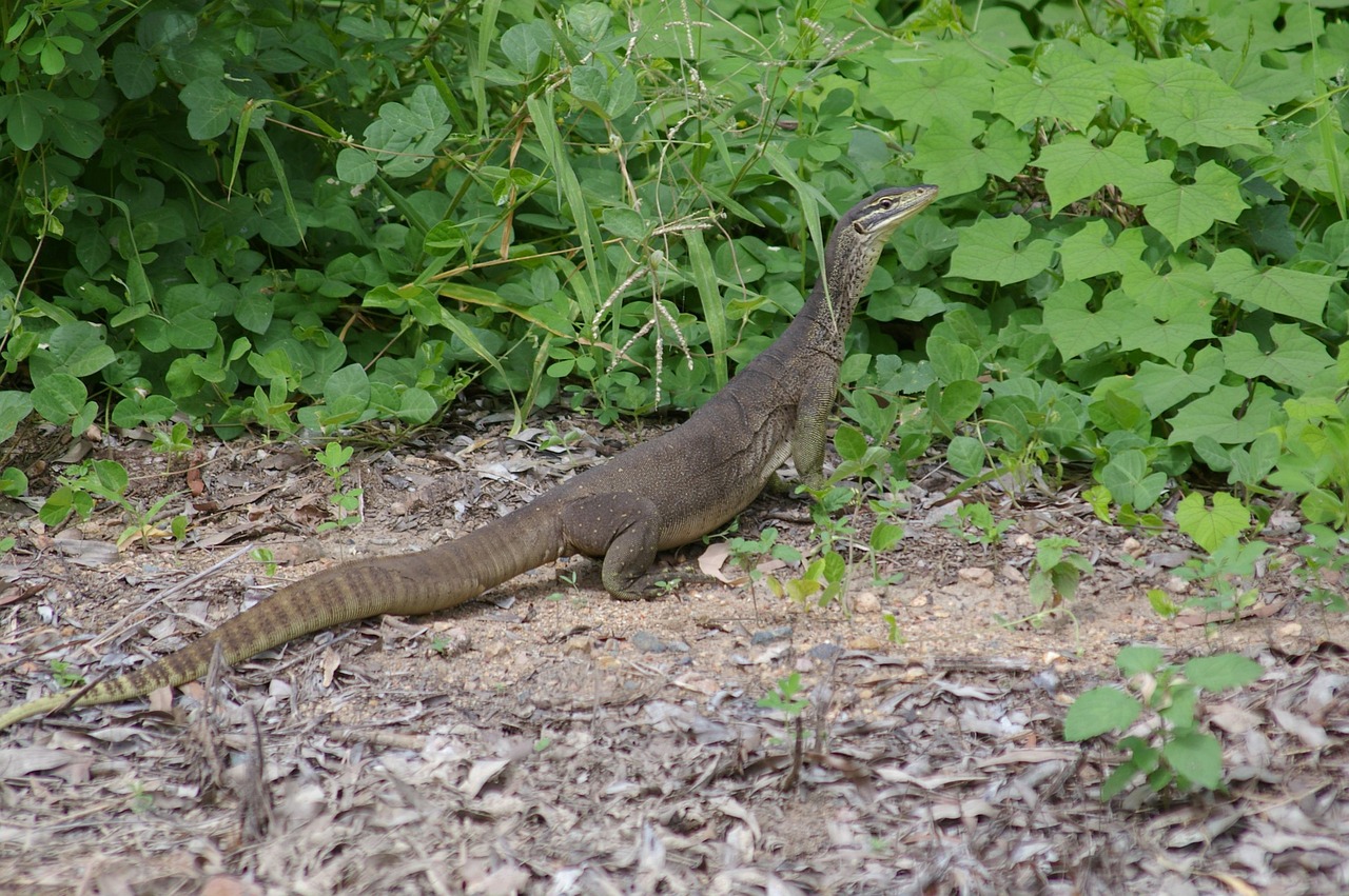 蚂蝗是什么？揭秘这种吸血生物的生活习性、危害防治与医学价值