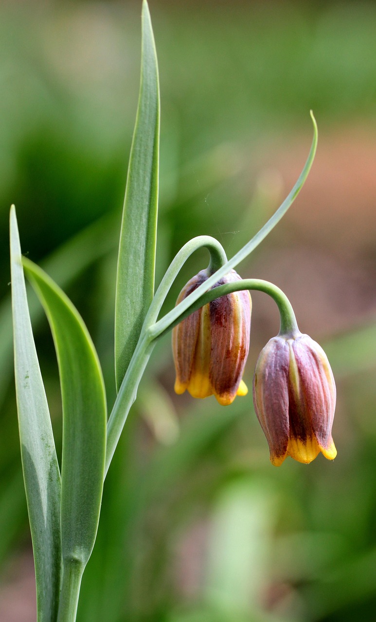 芦荟美容吗？揭秘芦荟护肤的惊人效果与实用技巧，轻松解决肌肤问题